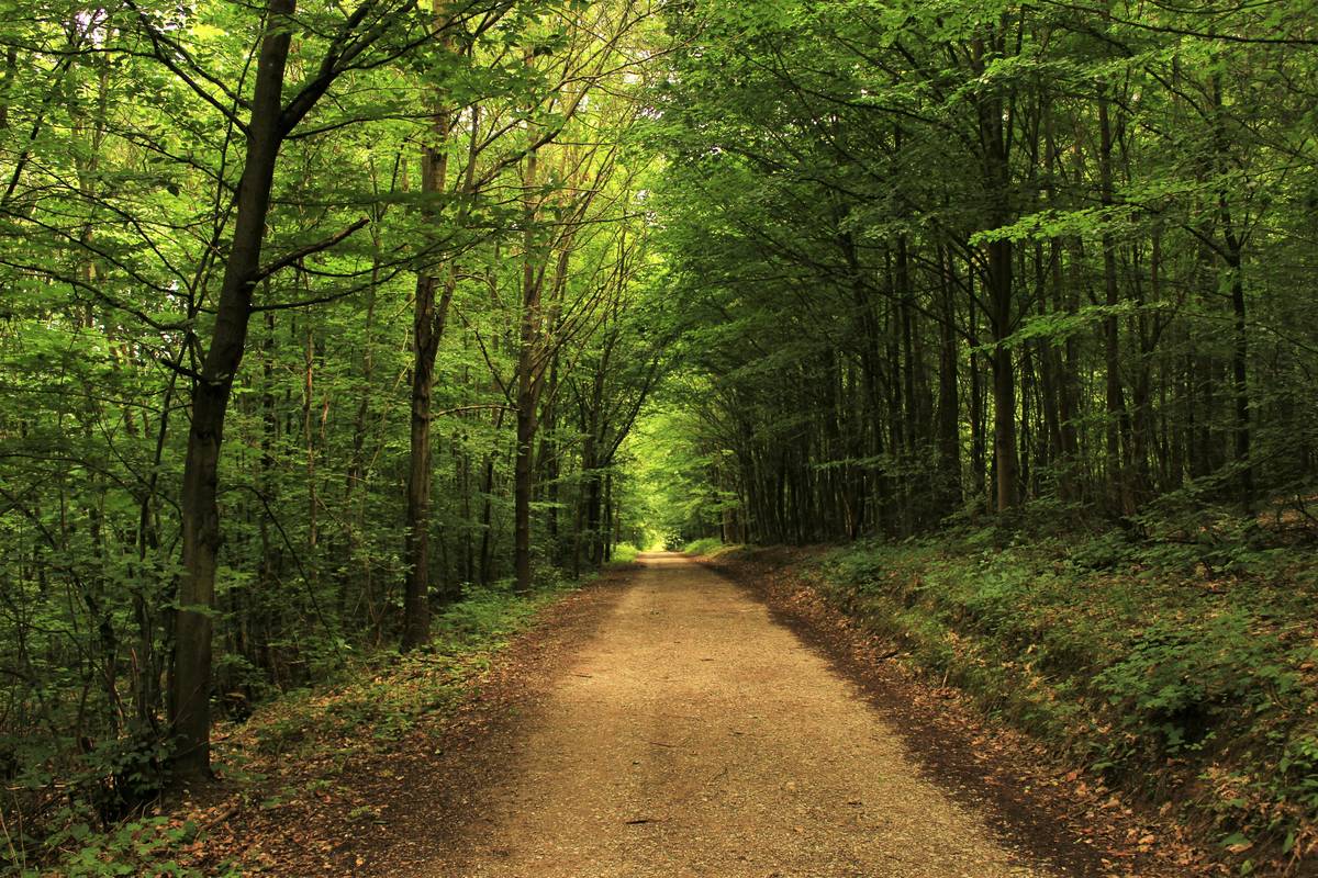 Tranquility Steps: 7 Proven Ways to Achieve Inner Peace Without the Painful Detours